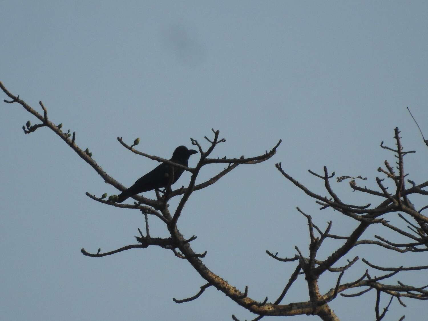 Image of <i>Corvus macrorhynchos culminatus</i>