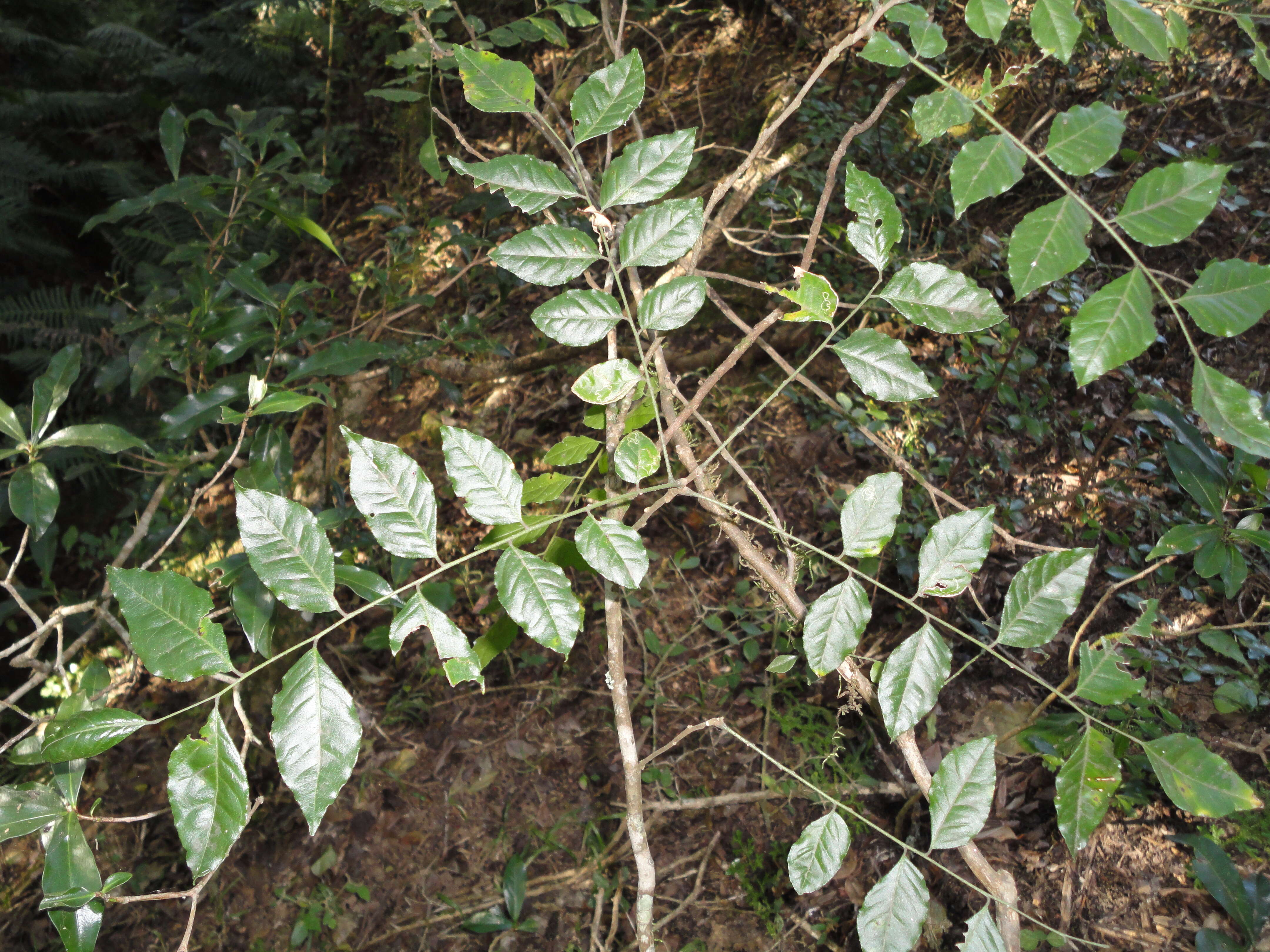 Plancia ëd Clausena anisata (Willd.) Hook. fil., De Wild. & Staner