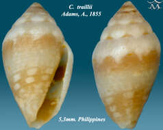 صورة Pygmaeconus traillii (A. Adams 1855)