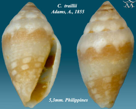 Image of Pygmaeconus traillii (A. Adams 1855)