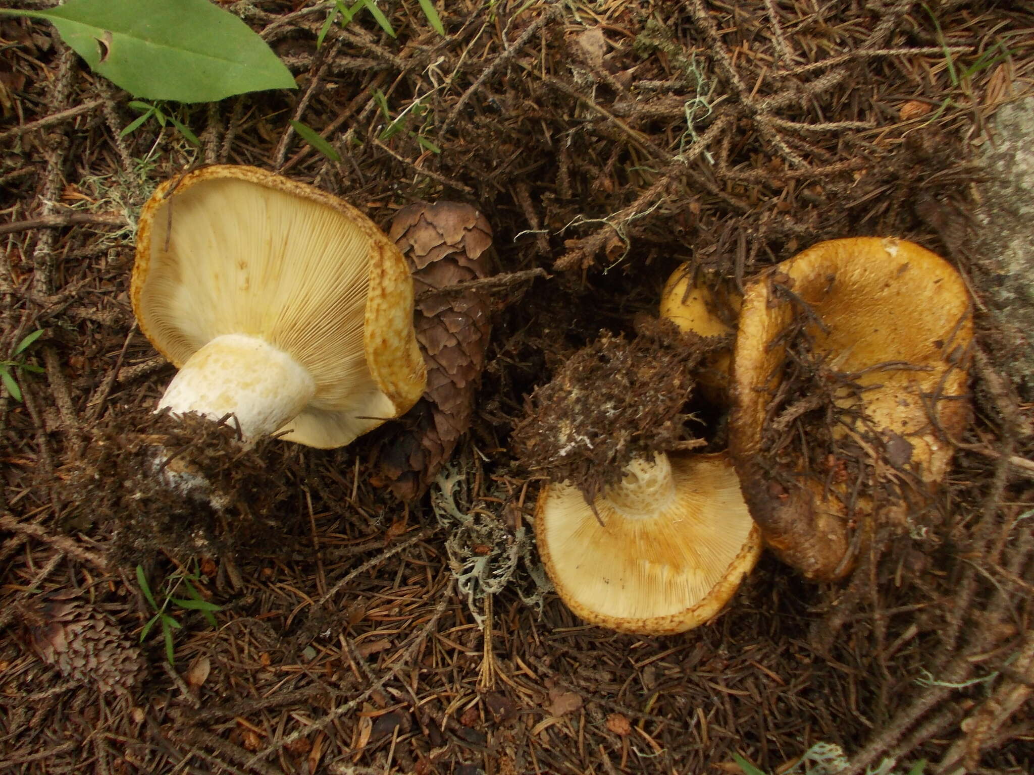 Image of Lactarius scrobiculatus (Scop.) Fr. 1838