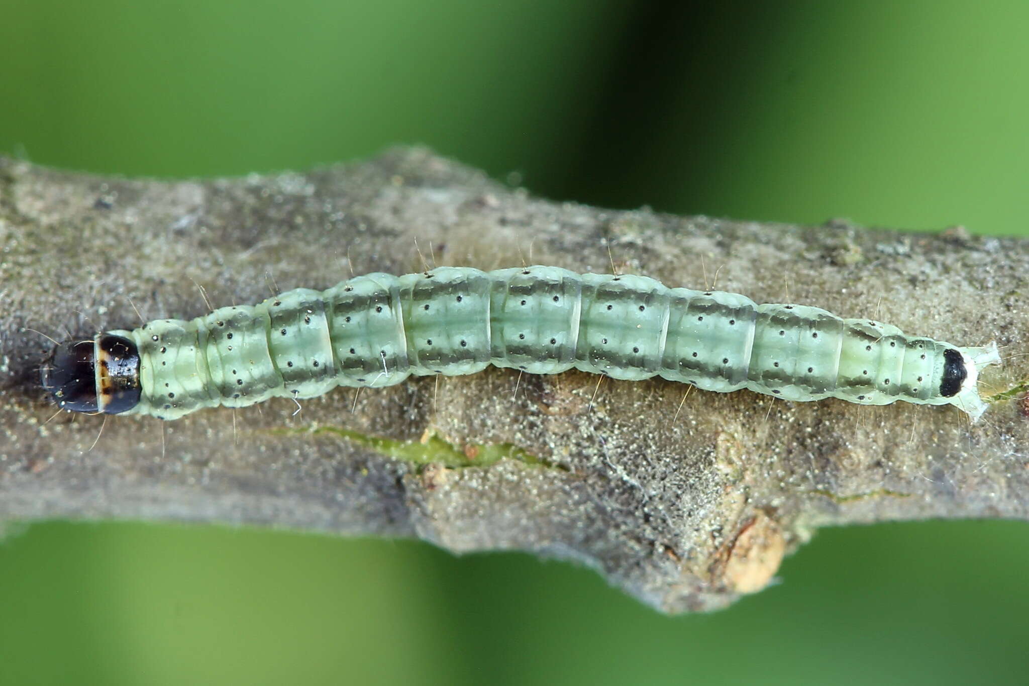 Psoricoptera gibbosella Zeller 1839 resmi