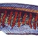 Image of Borna snakehead