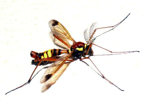 Image of Ctenophora (Cnemoncosis) ornata Meigen 1818