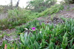 Image of Carpobrotus aequilaterus (Haw.) N. E. Br.