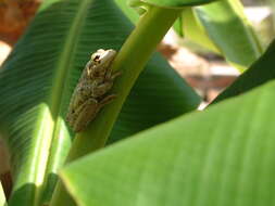 Image of American Green Treefrog