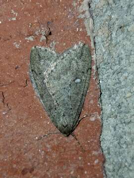 Image of White-spotted Cankerworm Moth