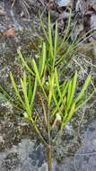 Image of Podocarpus capuronii de Laub.