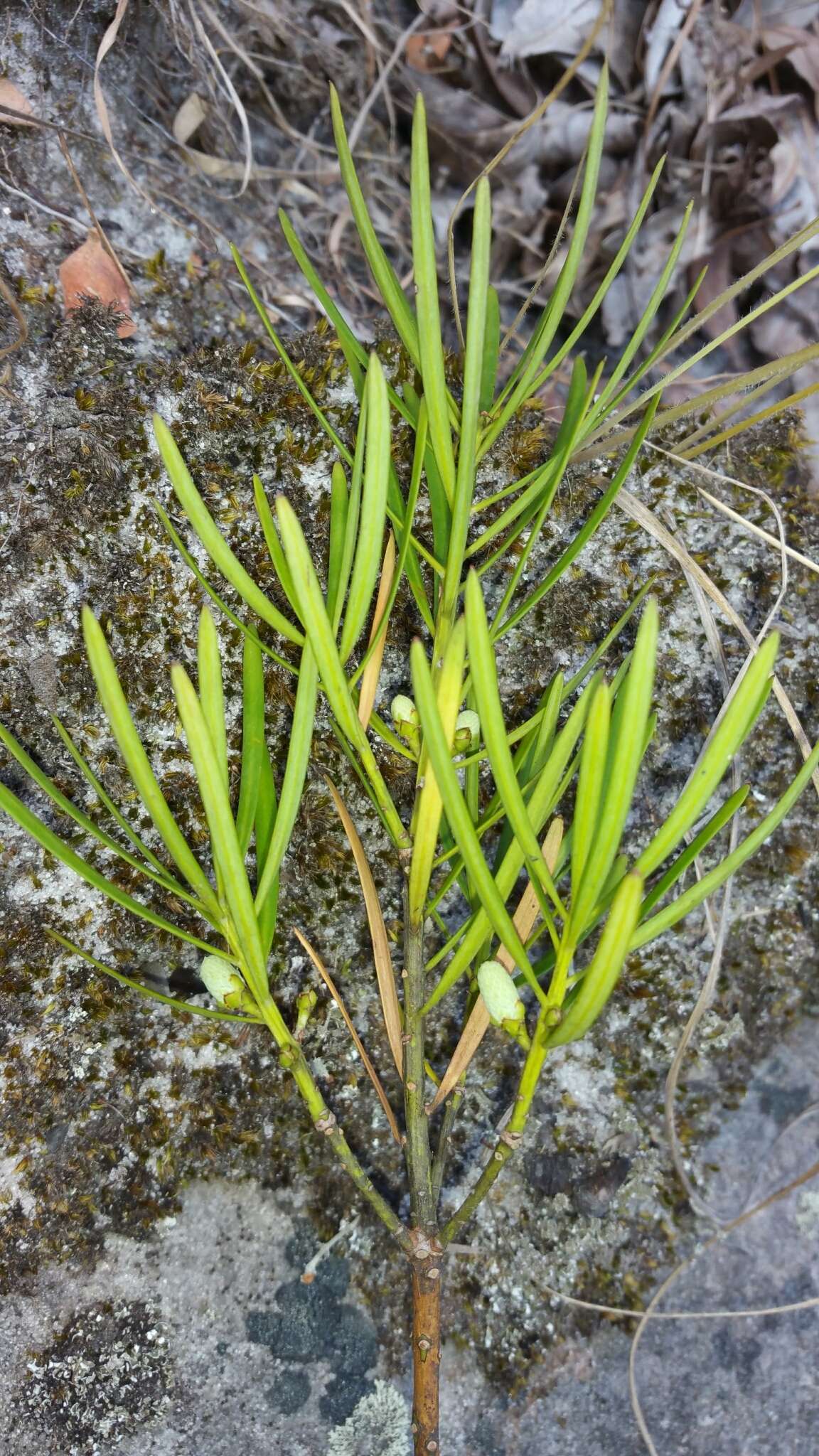 Image of Podocarpus capuronii de Laub.