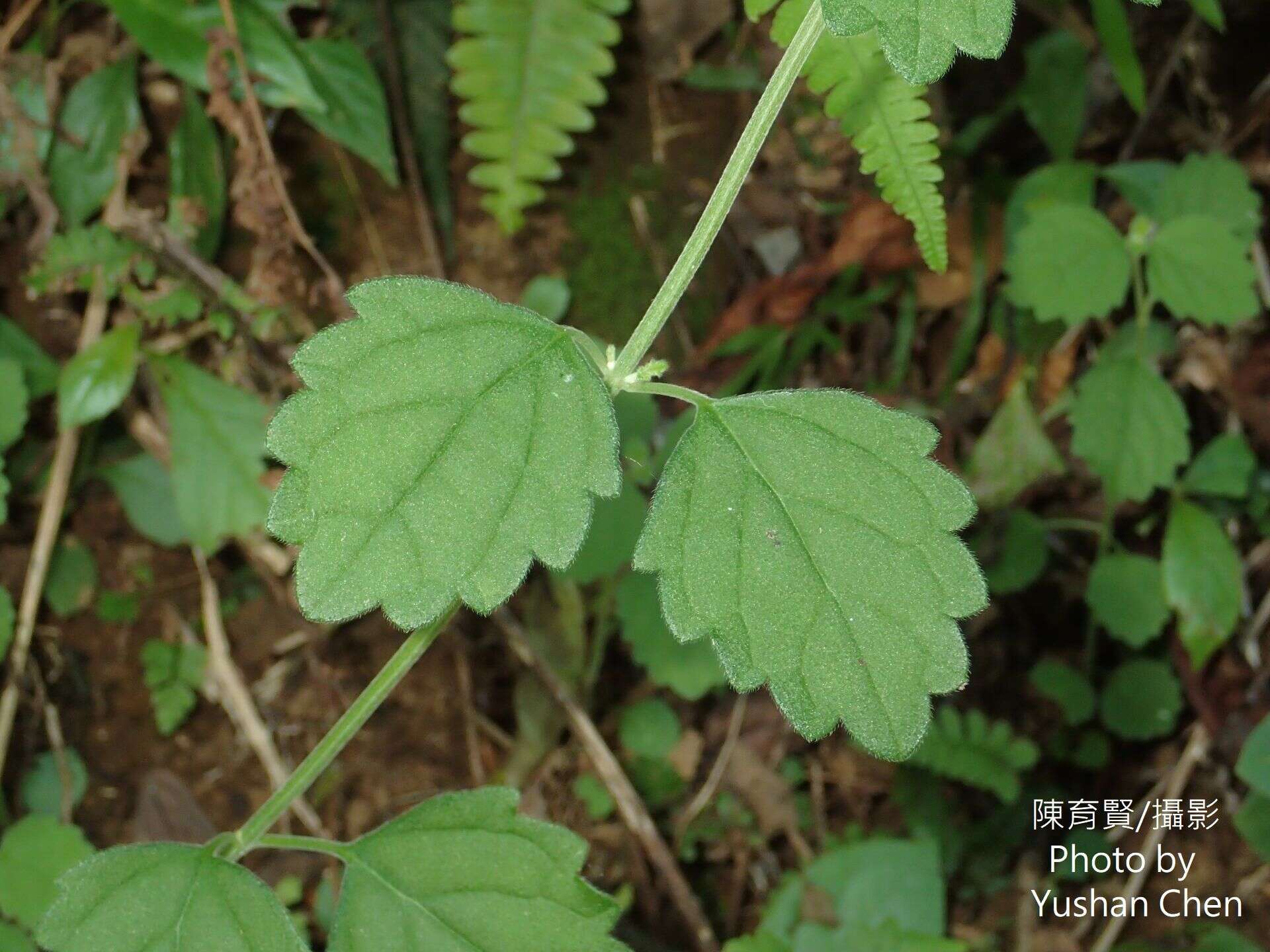 Matsumurella tuberifera (Makino) Makino的圖片