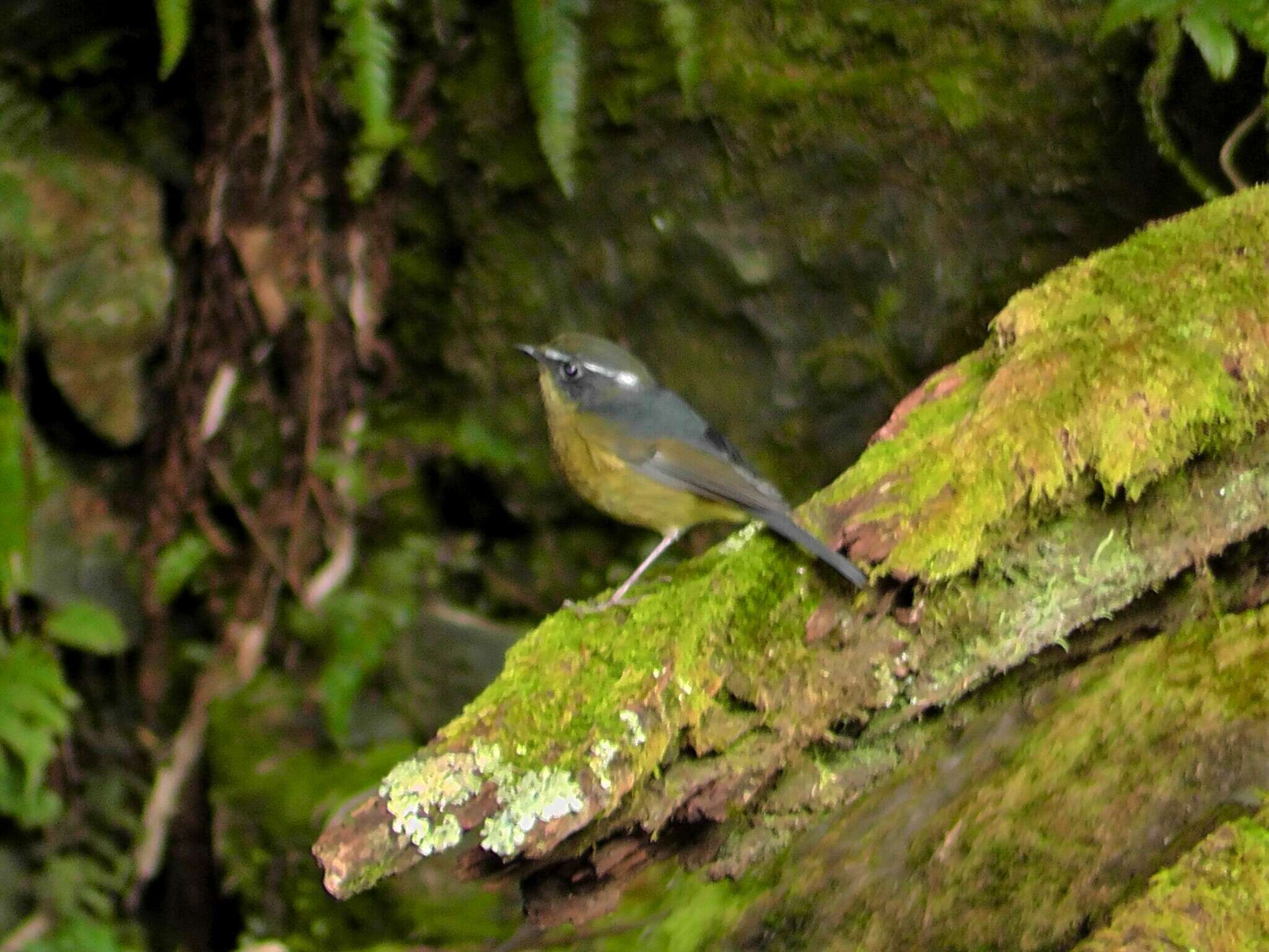 Image of White-browed Bush Robin