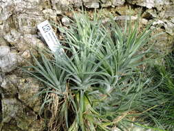 Image of Harris’ tillandsia