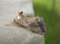 Image of Cutworm