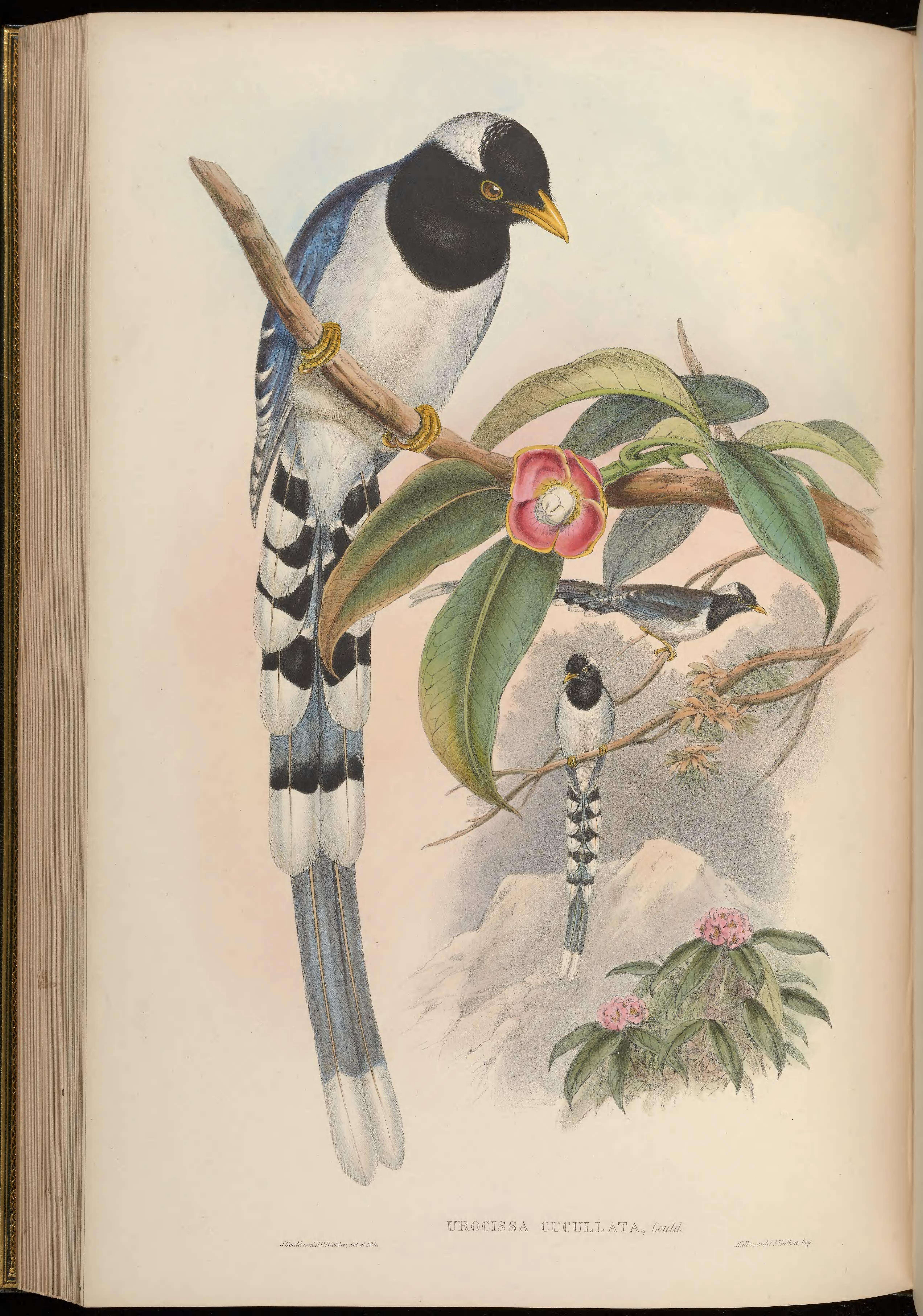 Image of Urocissa Cabanis 1851
