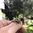 Image of Tree frog