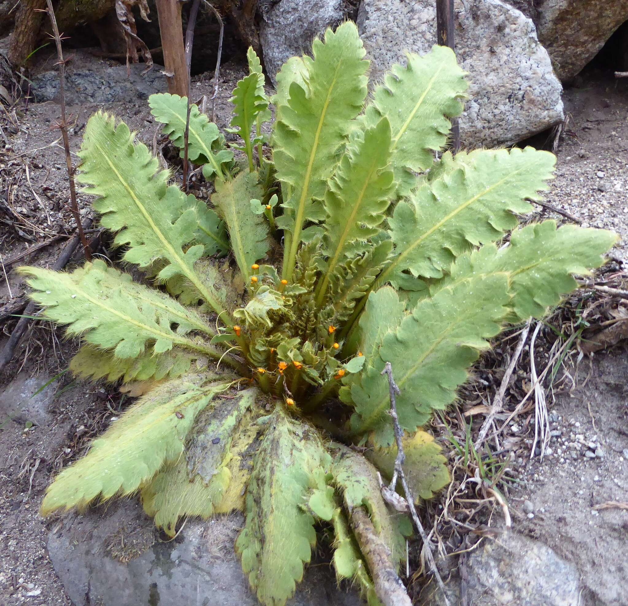 Image of Meconopsis paniculata (D. Don) Prain