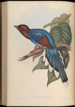 Image of Urocissa Cabanis 1851