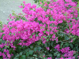 Слика од Bougainvillea glabra Choisy