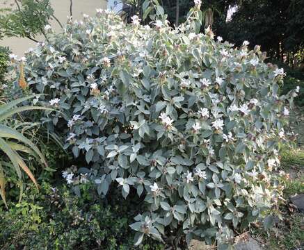 Image of Barleria albostellata C. B. Cl.