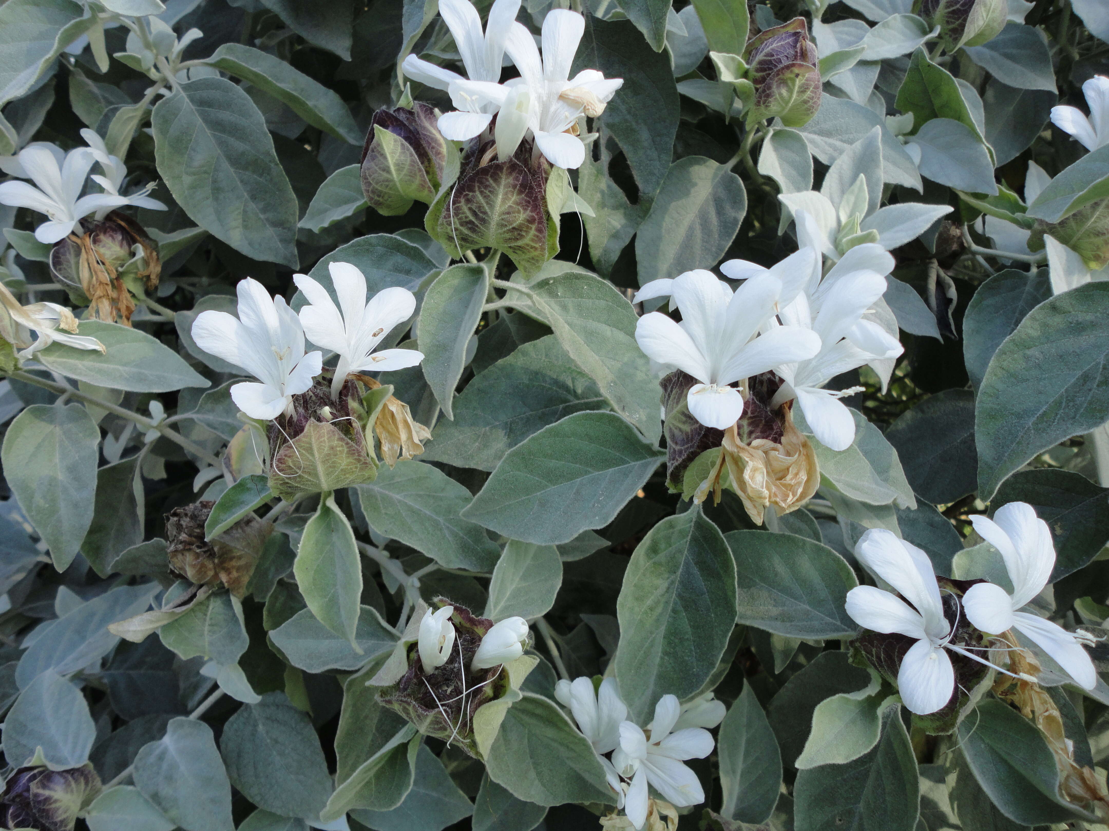 Image of Barleria albostellata C. B. Cl.