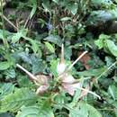 Image of Hemiboea bicornuta (Hayata) Ohwi