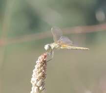 Image of Red-veined Darter