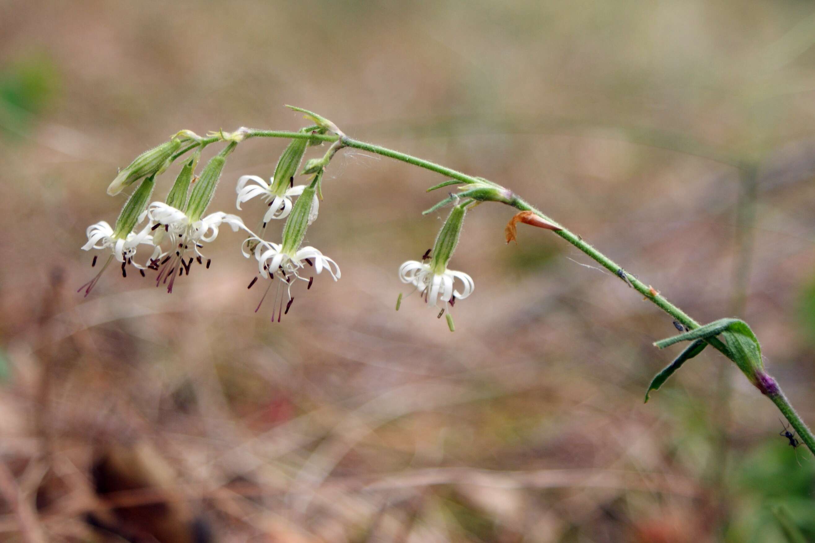 Imagem de Silene nutans L.