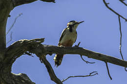 Image of White-winged Woodpecker