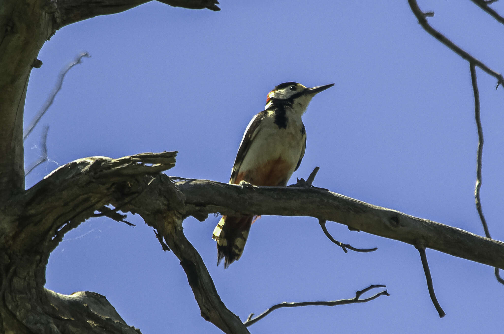 Слика од Dendrocopos leucopterus (Salvadori 1871)