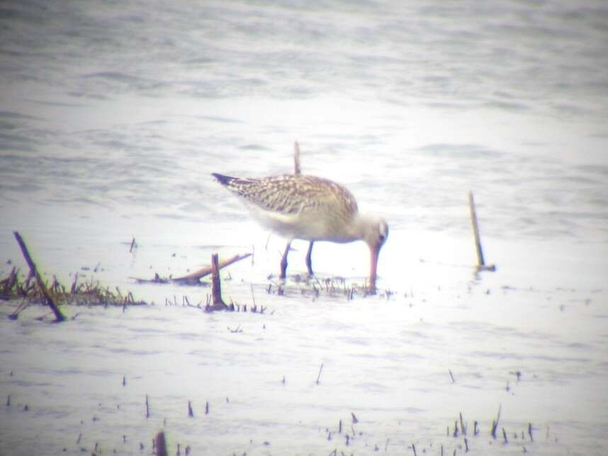 Limosa lapponica lapponica (Linnaeus 1758)的圖片