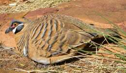 Image of Spinifex Pigeon