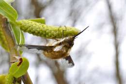 Image of Large bee-fly