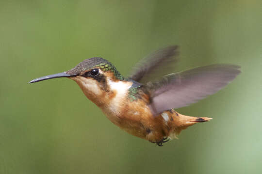 صورة Chaetocercus heliodor (Bourcier 1840)