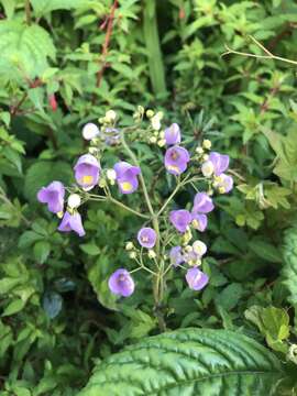 Image of Jovellana punctata Ruiz & Pav.