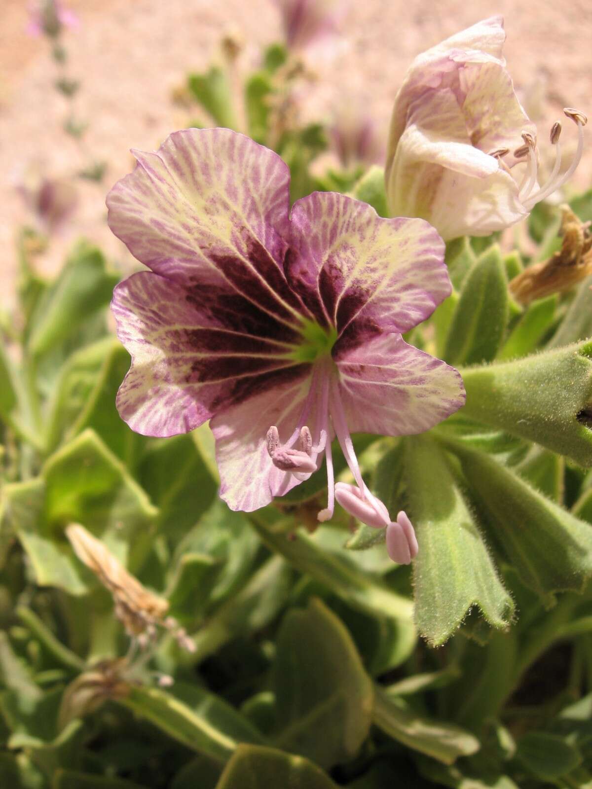 Image of henbane