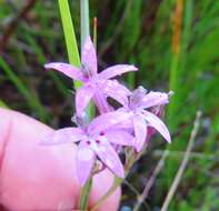 Image of Lobelia stenosiphon (Adamson) E. Wimm.