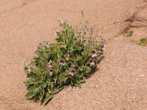 Image of henbane