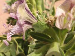 Image of henbane