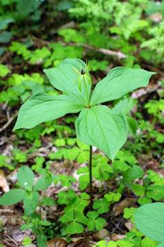 Image of herb Paris