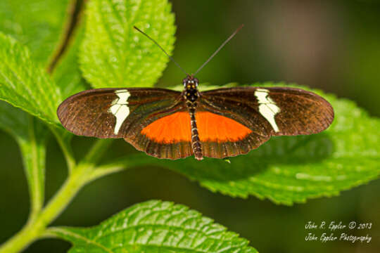 Image of Heliconius clysonymus montanus Salvin 1871