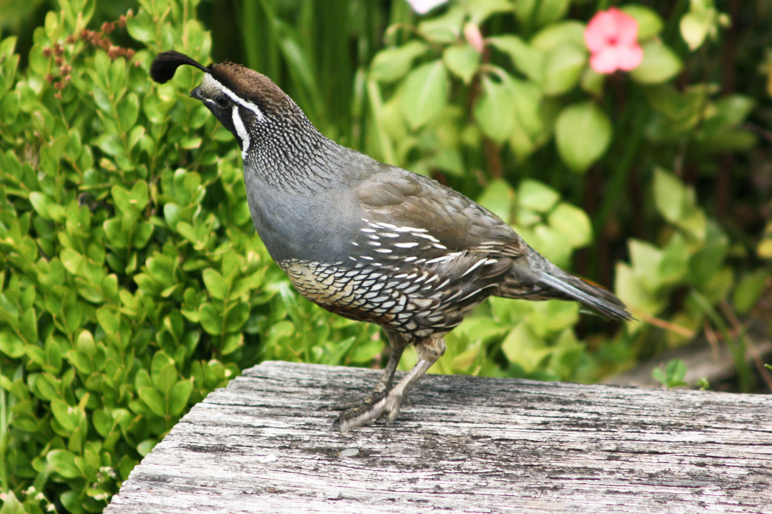 Image of Callipepla Wagler 1832