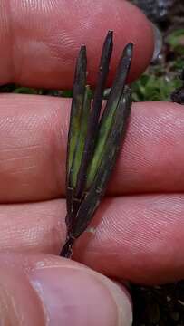 Image of Arabis caerulea All.