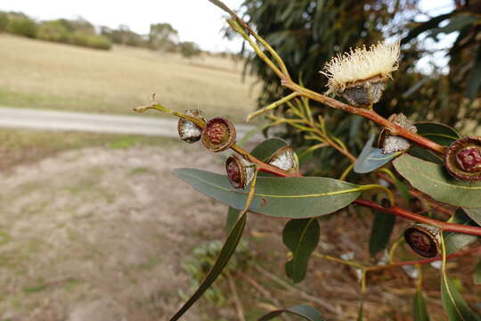 Image of Tasmanian bluegum