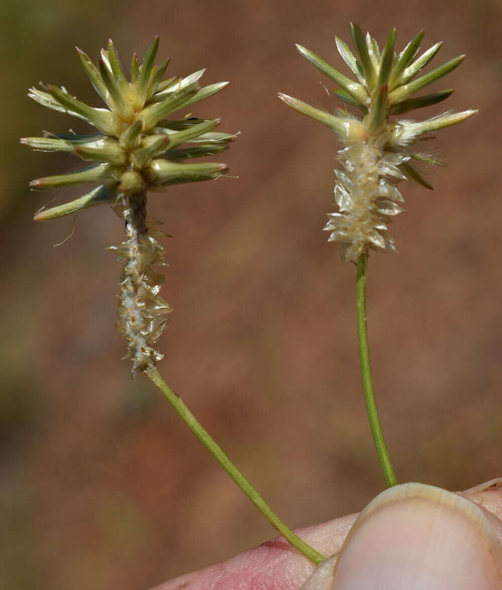 Image of Ptilotus fusiformis (R. Br.) Poir.