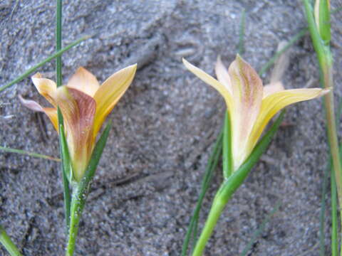 Image of Romulea setifolia var. belviderica M. P. de Vos