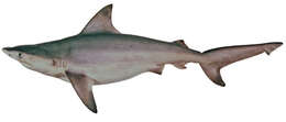 Image of Java Shark