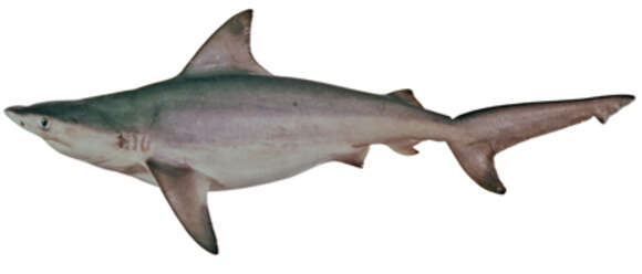 Image of Java Shark