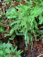 Image of elegant pseudotaxiphyllum moss