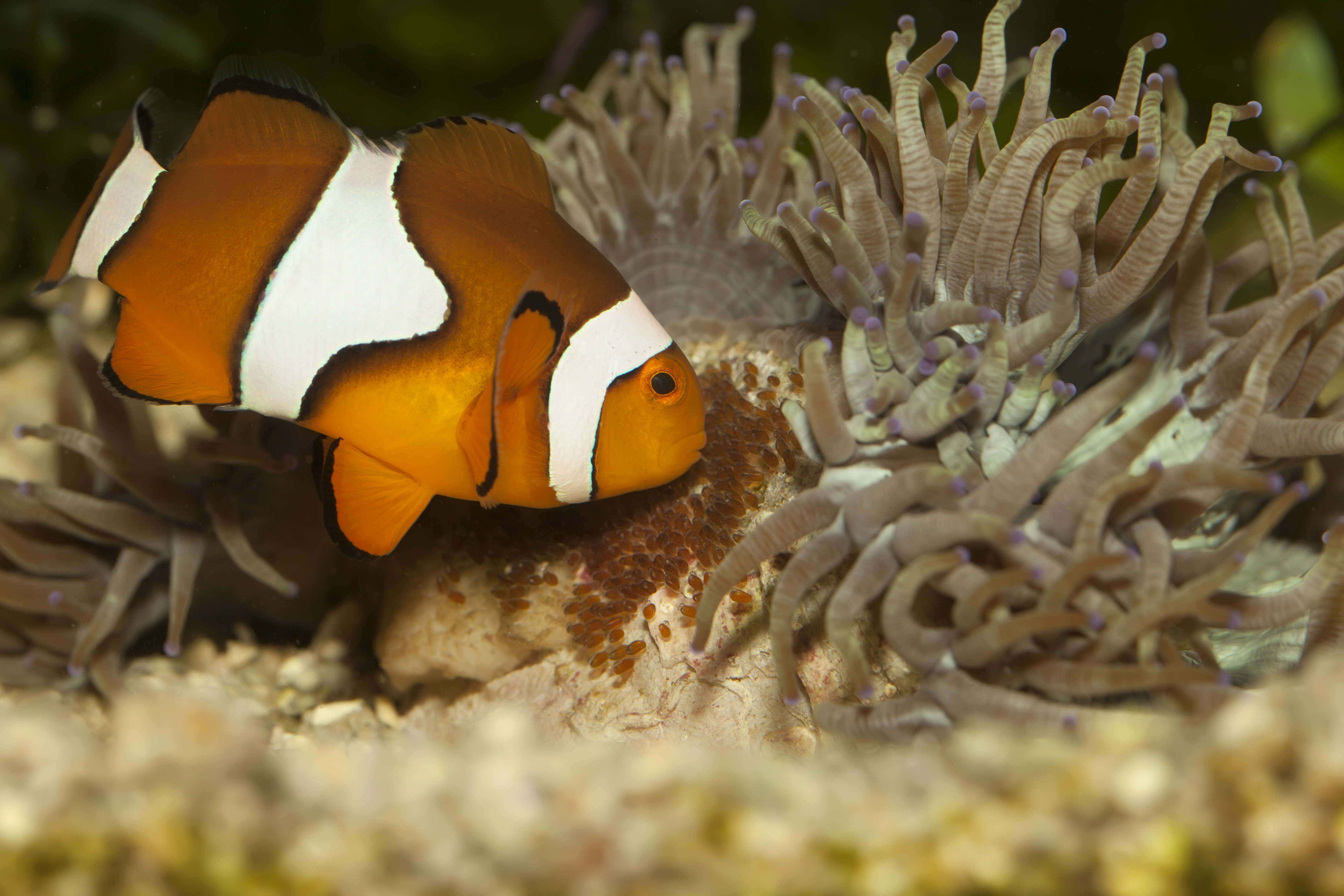 Image of Common clownfish