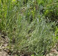 Image de Artemisia longifolia Nutt.